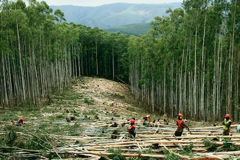 Forestry